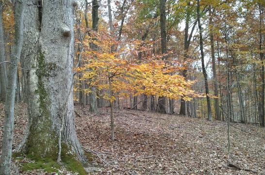 Toms Run Preserve trail system