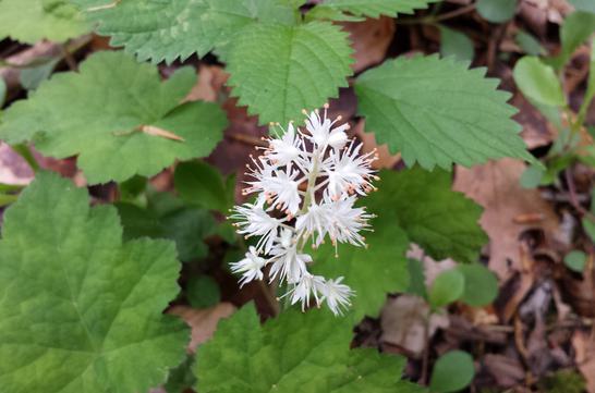 Wallace Hartman Nature Preserve trail system