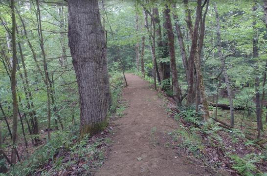 Adaptive MTB Trails Improvements