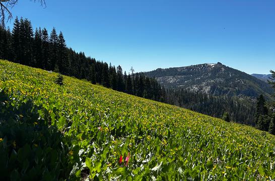Tevis Cup Trail Reroute