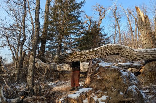 Turnagain Arm Trail Log Out